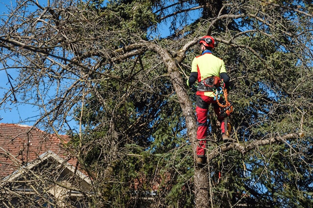 Intervention d'élagage